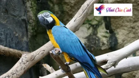 Vẹt Blue And Gold Macaw & Kinh Nghiệm Nuôi Vẹt Blue And Gold